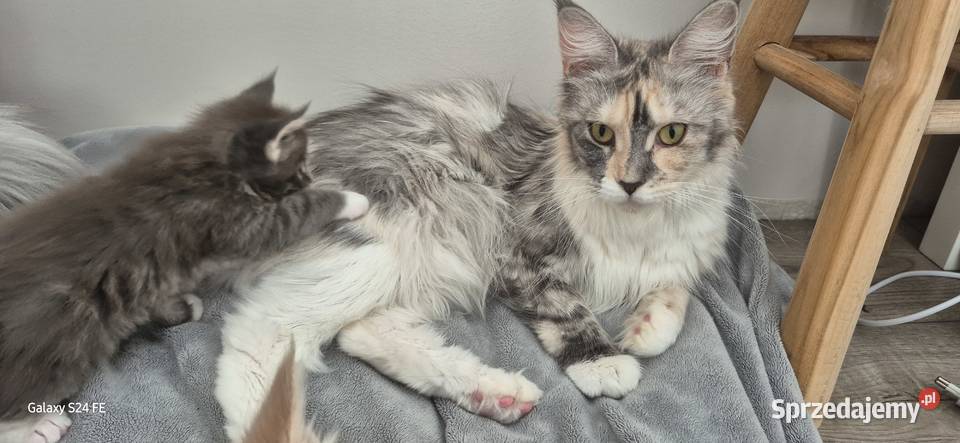 Maine Coon dwa kocurki do rezerwacji Kliniska Wielkie sprzedam