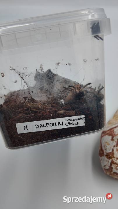 M Balfuri grupówki 5 Olsztyn