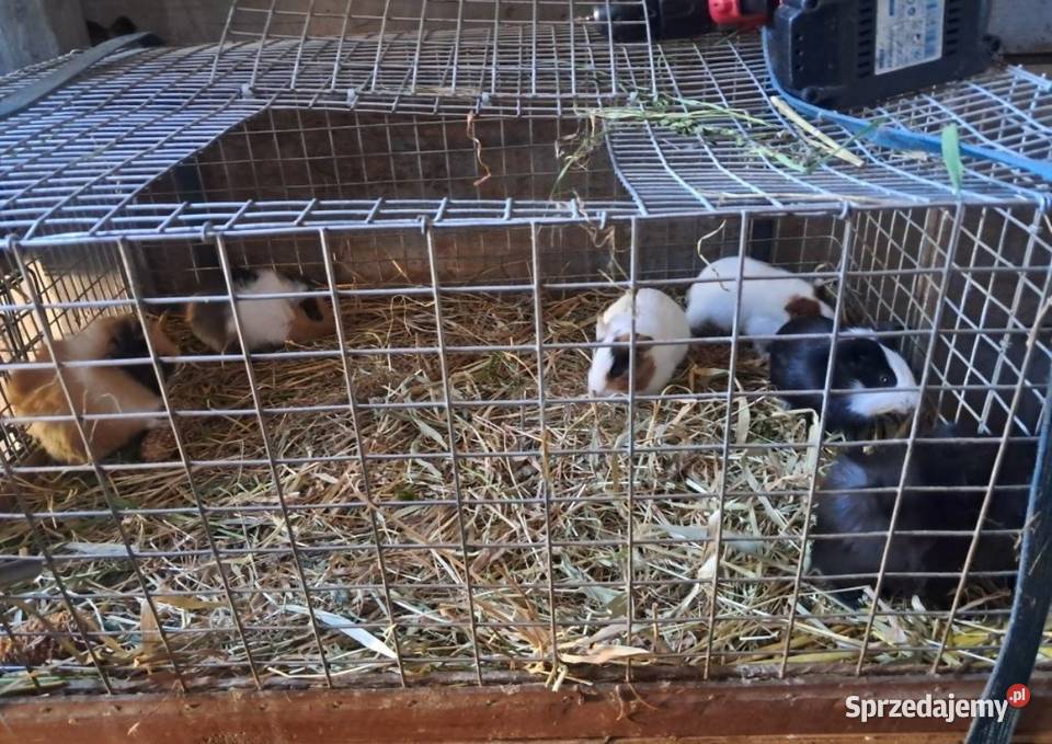 Świnki morskie młode zdrowe i oswojone Kościan sprzedam