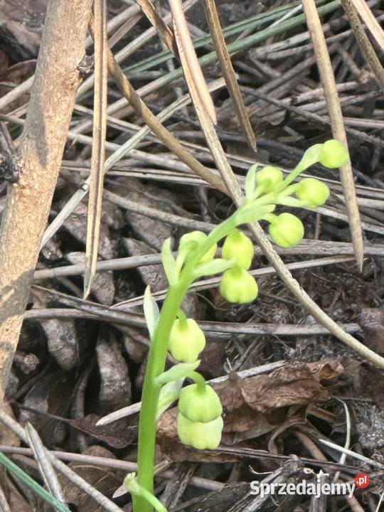 Konwalie kłącza Aleksandrów Łódzki