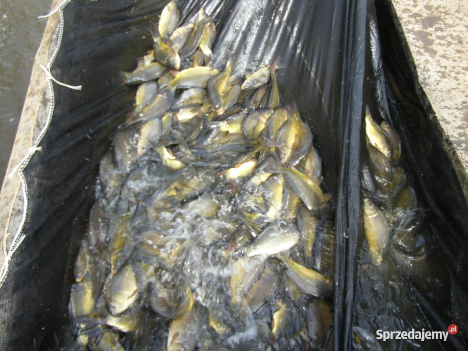Karp handlowy sprzedam Zygmuntów sprzedam