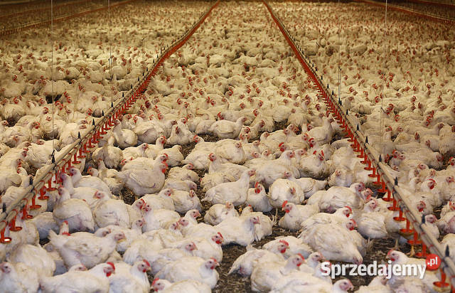 Kury Brojlery Przeworsk