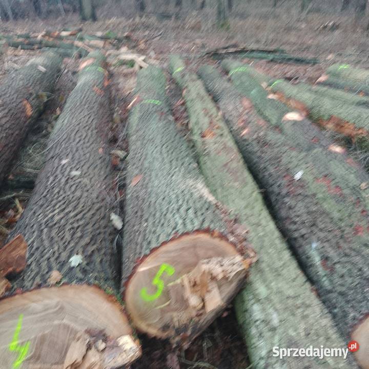 Sprzedam dęba tartacznego