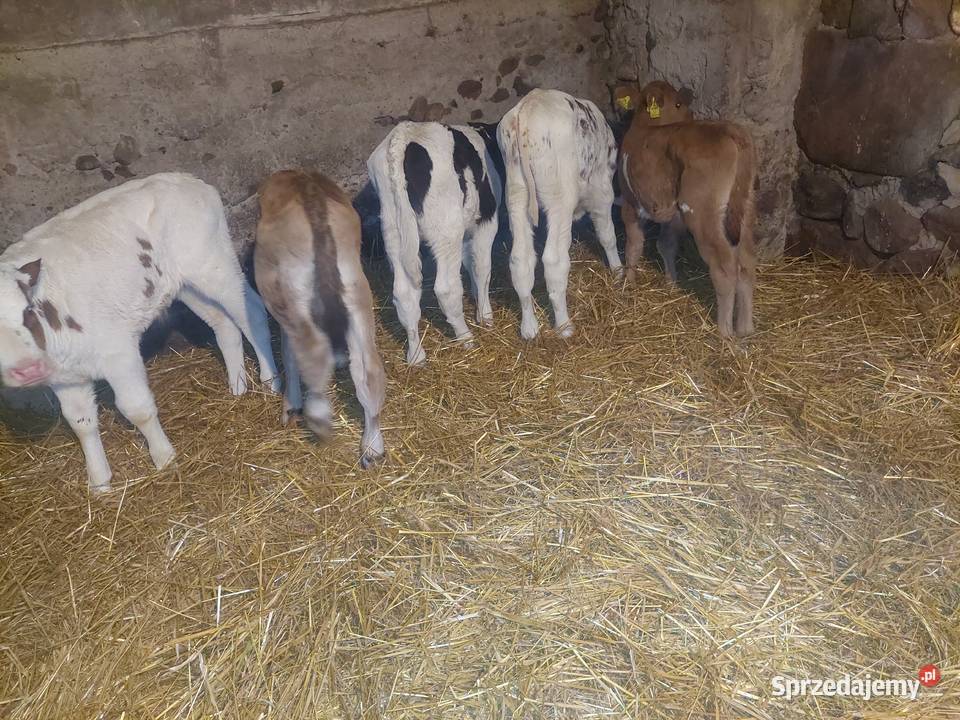 Byczki mięsne i mieszańce