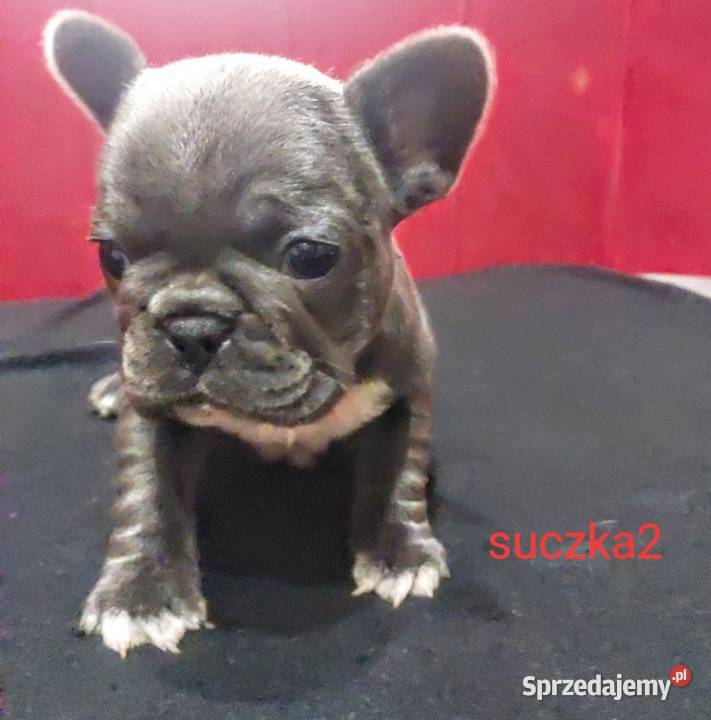 Buldog francuski pieseki i suczki blue lubuskie Mycielin