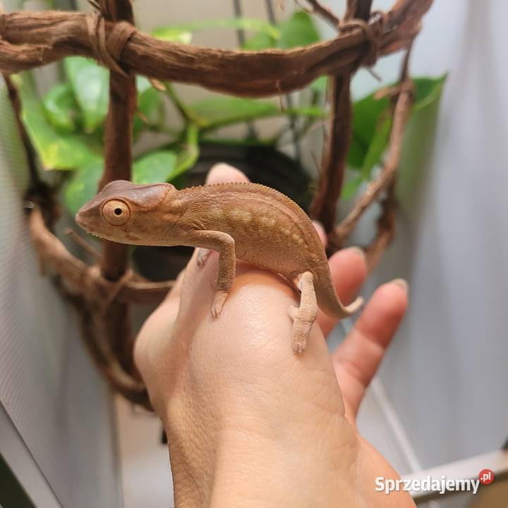 Kameleon lamparci młode samiczki