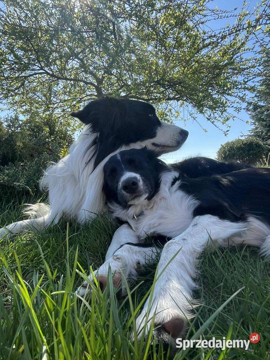 Szczeniak Border Collie czekoladowy suczka Pozostałe Drohiczyn