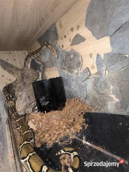 Boa Cesarski Boa imperator Terrarium Nysa