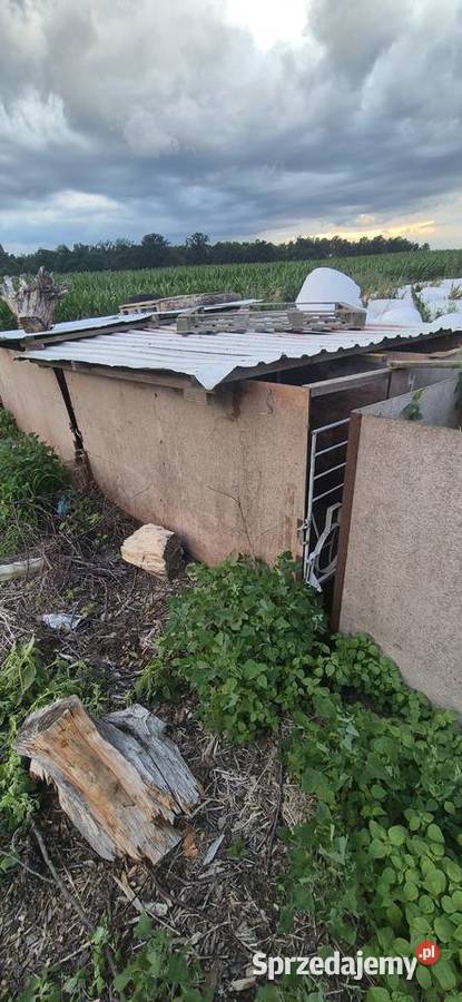 Kojce cieląt Złotniki Kujawskie