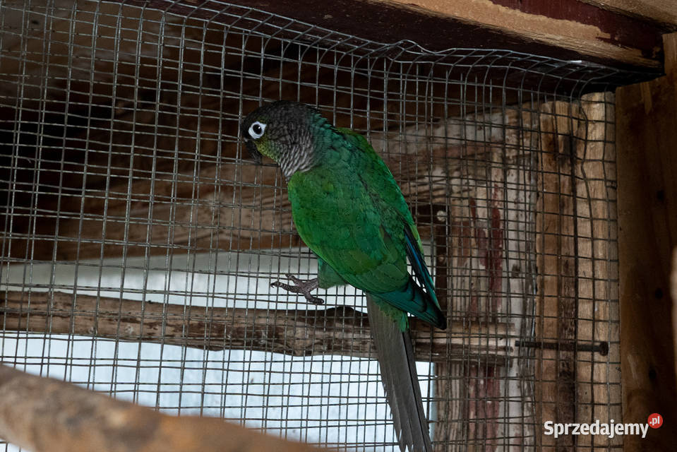 Para rudosterki zielonolice Chmielnik