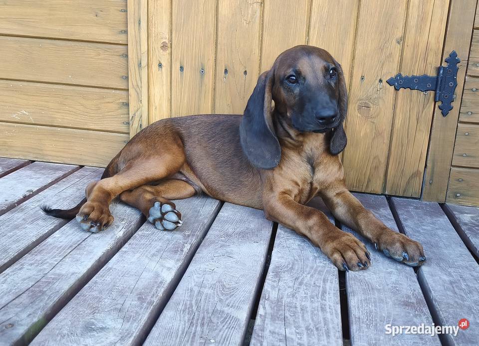 Posokowiec bawarski szczenięta ZKwPFCI śląskie Cięcina