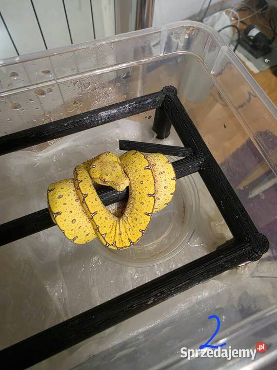 Pyton zielony Morelia Viridis Cyklop łódzkie Nieborów