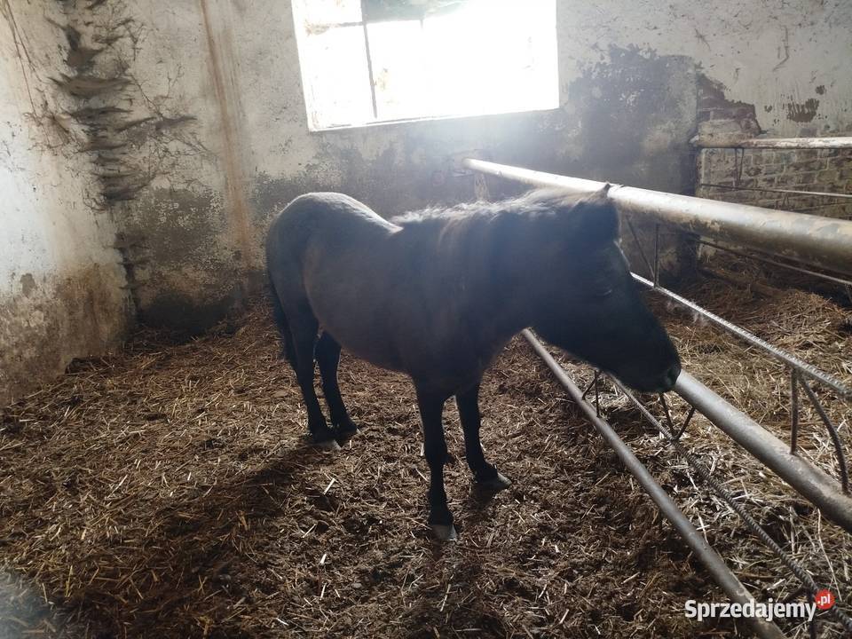 Sprzedam kocyki ogierki młode Września