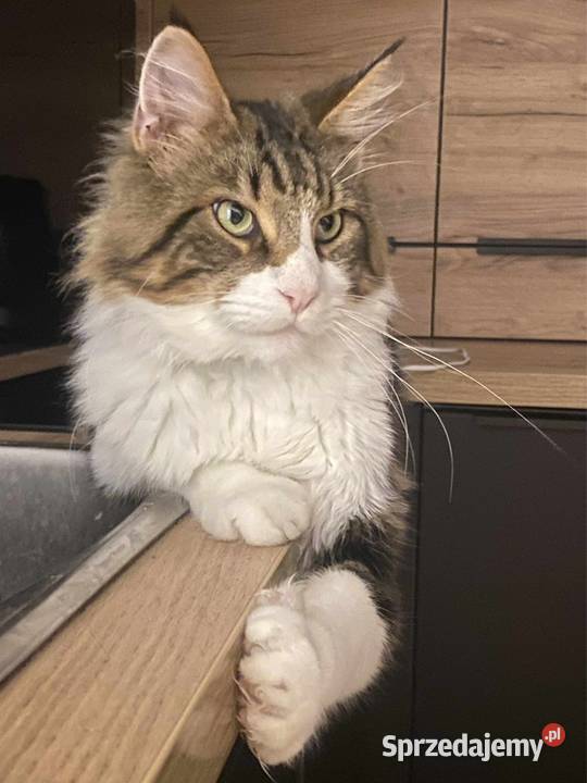 Maine Coon reproduktor Wrocław sprzedam