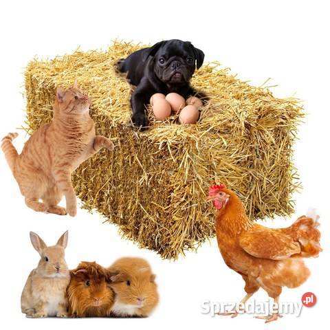 Słoma owsiana kostki kostka ekologiczna zbiór Częstochowa