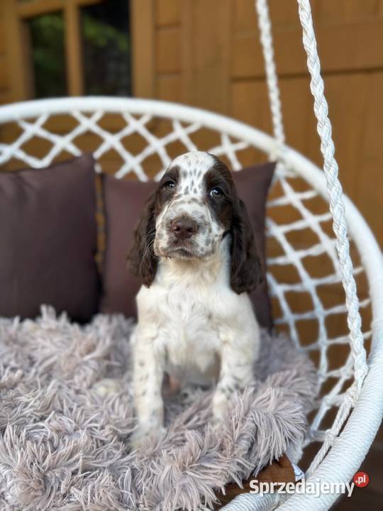Śliczny piesek Cocker Spaniel Angielski liver Warszawa sprzedam