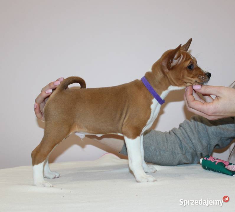 Szczenięta Basenji FCI sprzedam