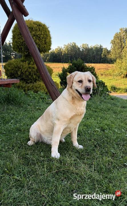 Labrador Retriever Miechucino