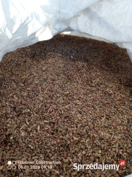 Nasiona seradeli Lubomierz