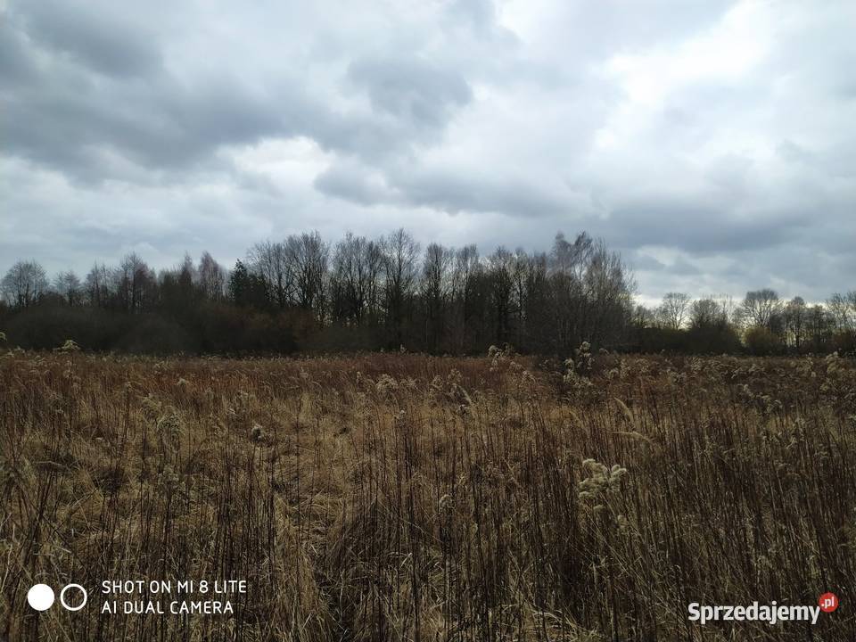 Miłocice Siedlisko 10 ha 100000m2 Grunty i działki dolnośląskie Jelcz-Laskowice