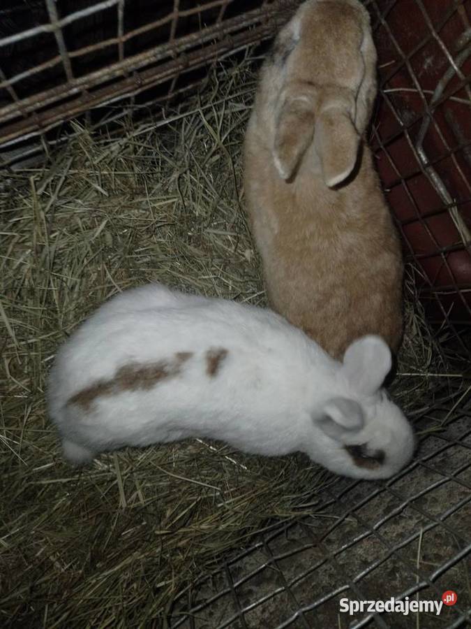 Króliki miniaturki Króliki Siemiatycze sprzedam