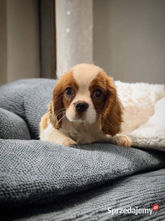 Piesek Cavalier King Charles Spaniel BLENHEIM
