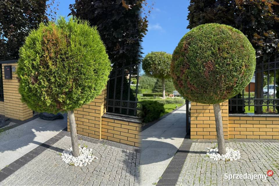 Pielęgnacja ogrodu formowanie krzewów Kielce prace ogrodowe