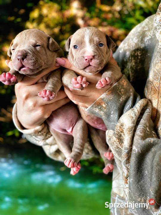 Geisha American pit bull Terrier opolskie Opole