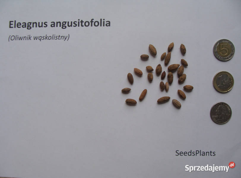 OLIWNIK wąskolistny Eleagnus angustifolia Lubanie