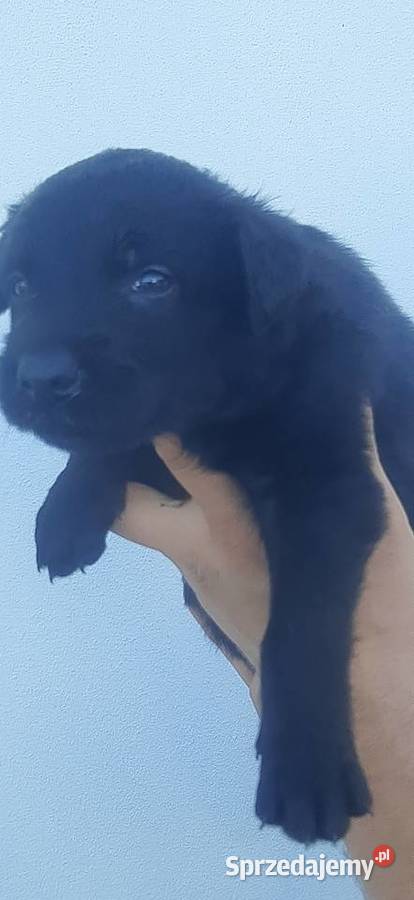 Owczarek Belgijski Malinois FCI Wrocław sprzedam