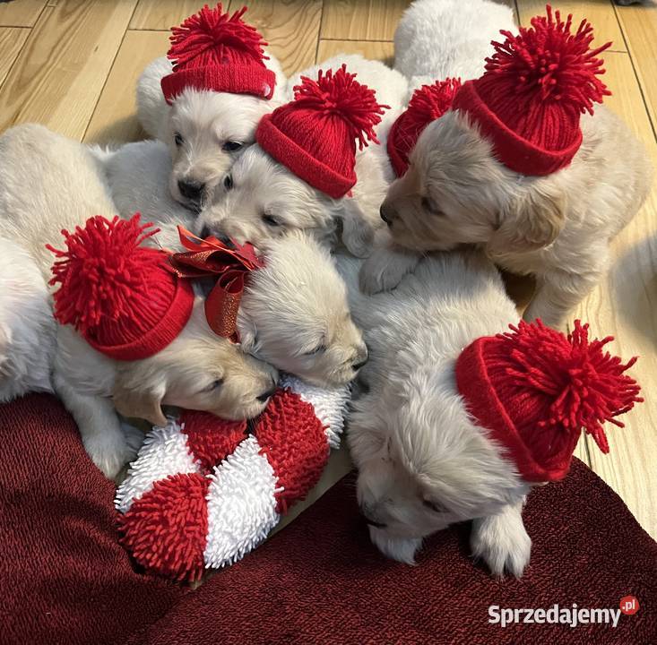 Szczeniaki Golden Retriever z legalnej hodowli Wilkołaz Pierwszy