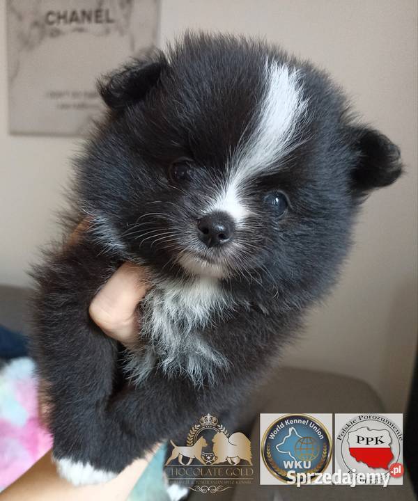 Suczka pomeranian szpic miniaturowy czarna Szpic miniaturowy Bełchatów