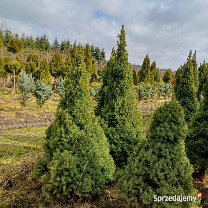 Świerk BiałyConica Picea Glauca balot 160 hurt Grójec