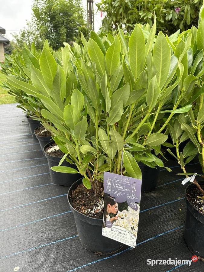 Rhodondrony dufhecke inkaro i Rhododendrony na Ostrów Mazowiecka