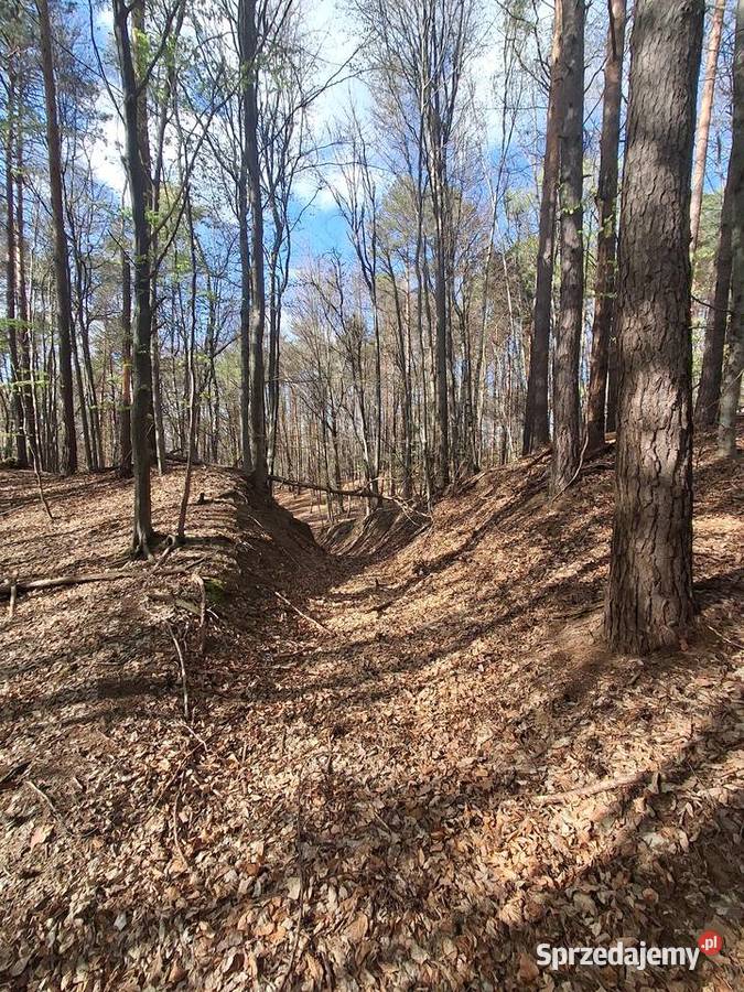 Lipnica Dolna urokliwy młody las małopolskie