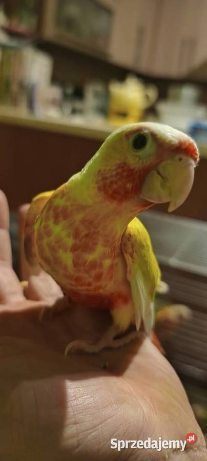 Papugi rudosterki ręcznie karmione Tychy