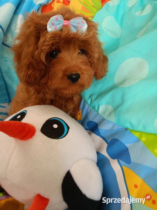 Cavapoo f1b Miechów