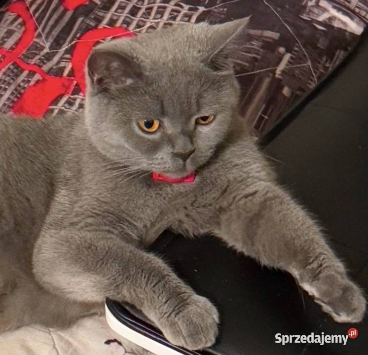 Kotka brytyjska niebieska małopolskie Kraków
