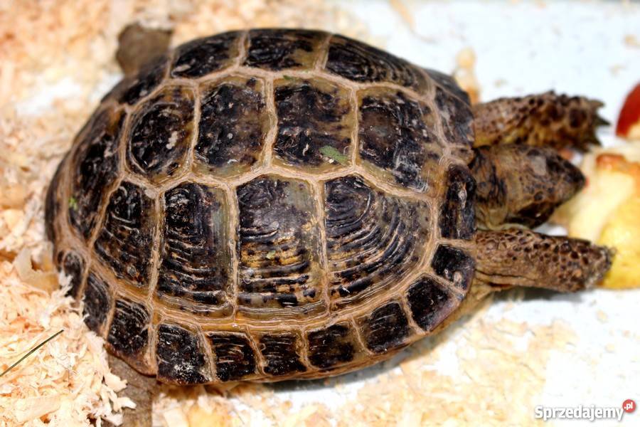 PYTON KRÓLEWSKI Python regius młody Zwierzęta Piła sprzedam