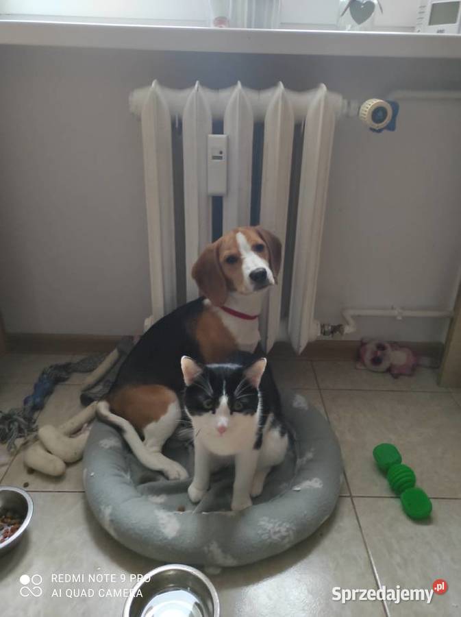 Pies Beagle Czarnków