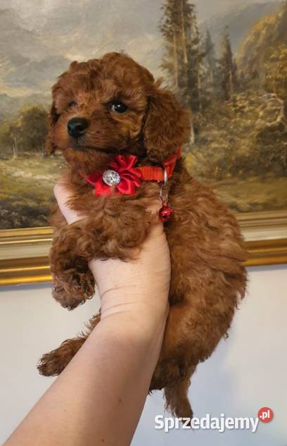 Pudel Toy red śliczna suczka Częstochowa