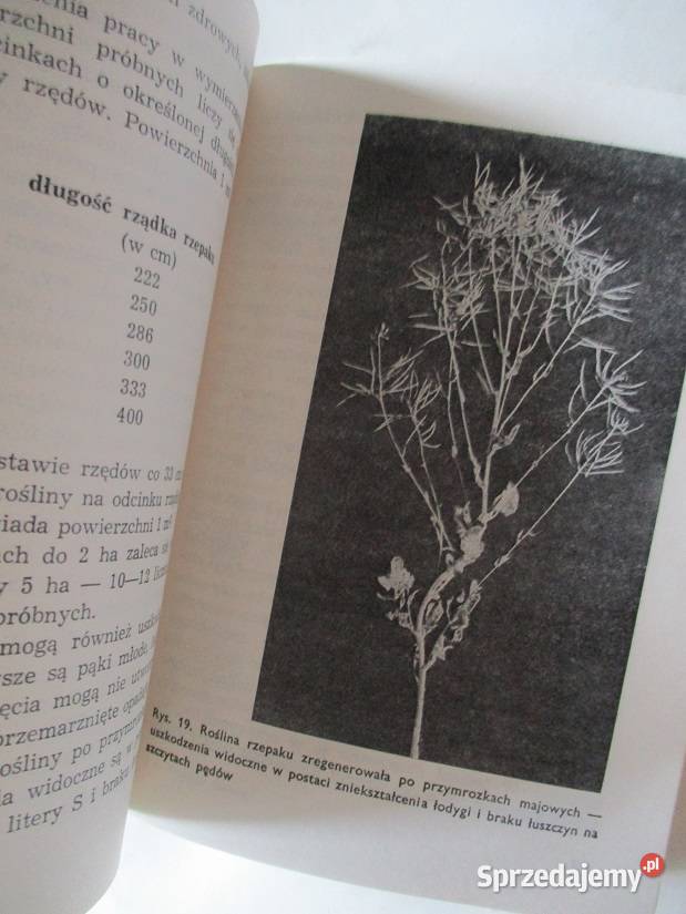 Rośliny oleiste FDembiński rośliny rolnictwo sprzedam