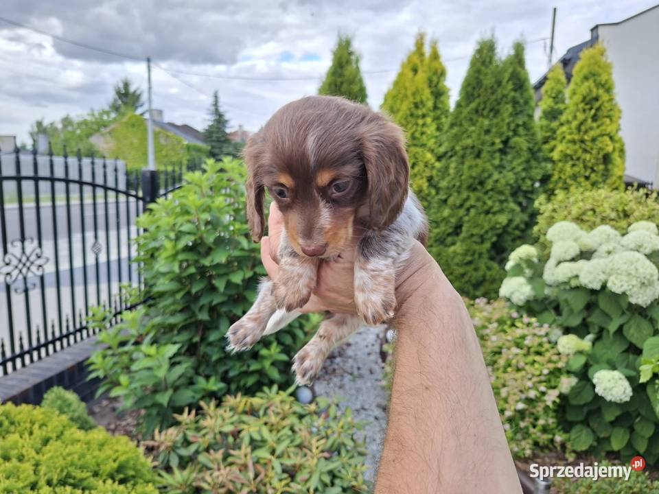 Jamnik długowłosy Piebald Brindle Choco łódzkie Żychlin sprzedam