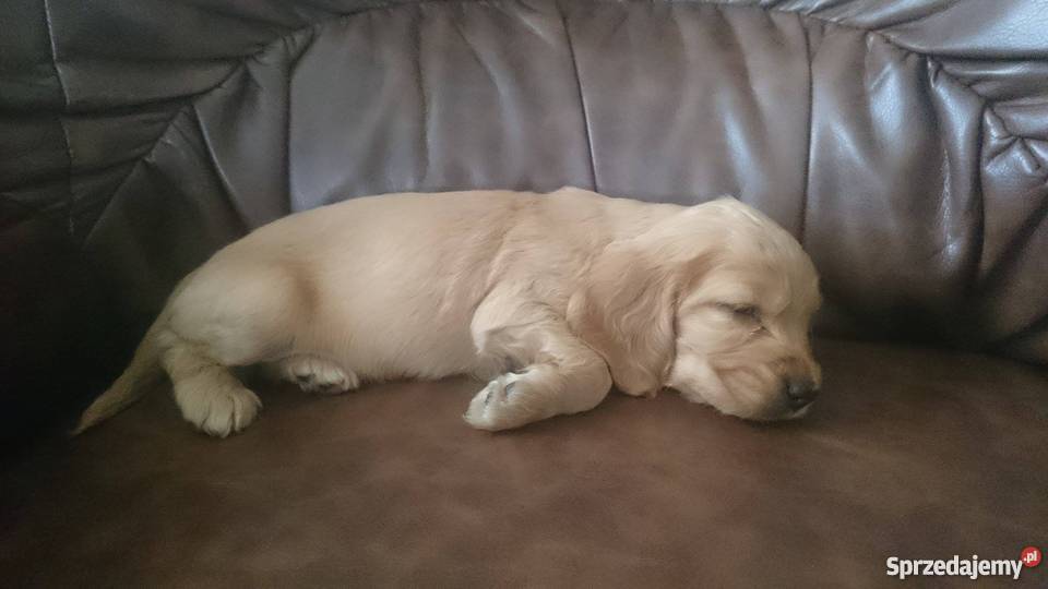 cocker spaniel szczeniaki Kłodawa