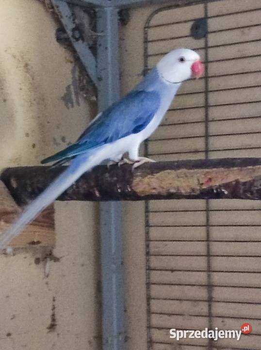 Aleksandretta aleksandretty Warszawa