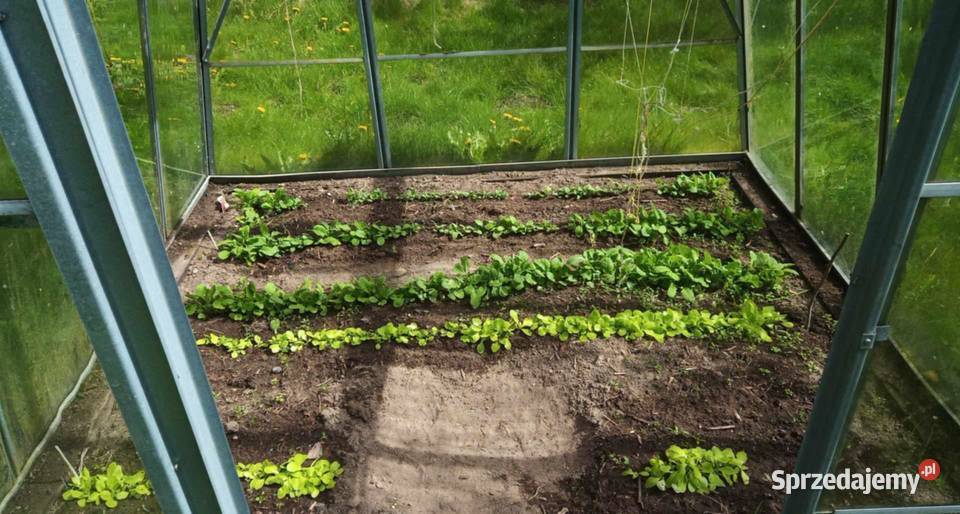 Szklarnia Laura sprzedam