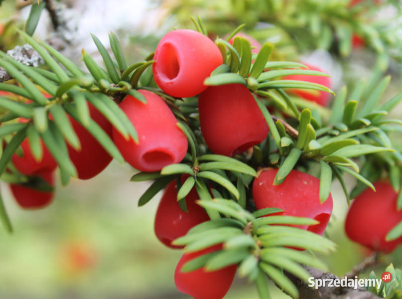 CIS POSPOLITY Taxus baccata NASIONA 140 sztuk Lubanie