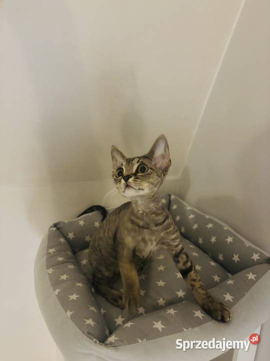 kocurek Devon Rex czarny Wrocław