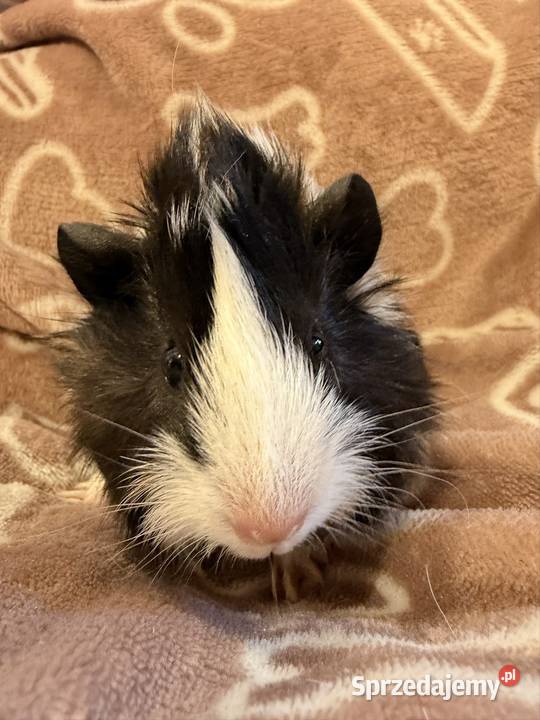 świnka morska cavia domowa SAMIEC