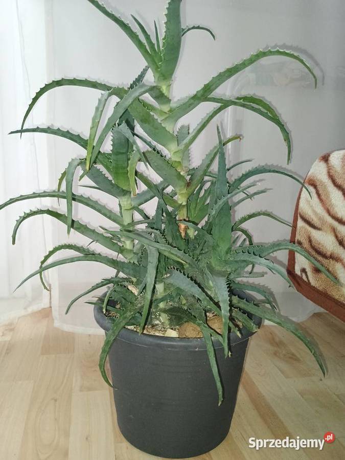 Aloes drzewiasty lubelskie Lubartów